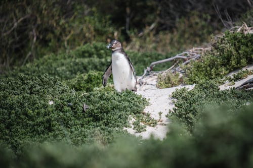 Photo of a Cape Penguin Walking on Sand