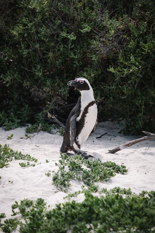 An African Penguin on the Sand 