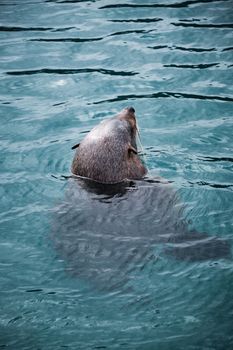 A seal enjoying a serene swim in the tranquil blue sea, showcasing nature's beauty.