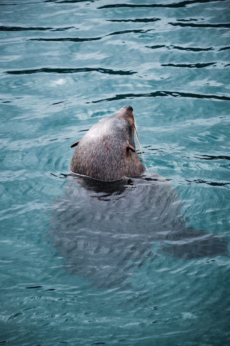 Seal At Hout Bay Harbour