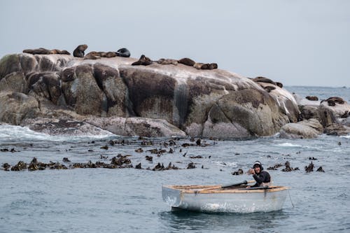 Man on Boat in front Seals Relaxing on Rock