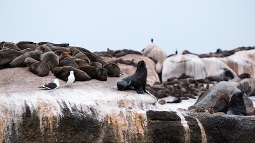 Seal and Seagulls on a Beach 
