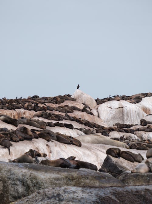 Seals Resting on Rocks