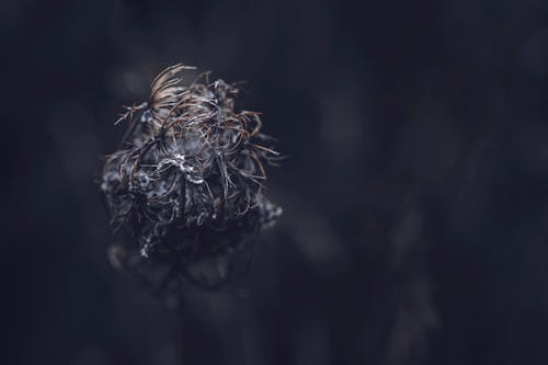 Foto profissional grátis de escuro, flor, flora