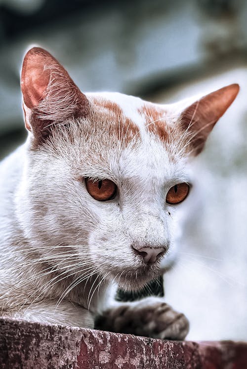 Foto profissional grátis de animal, gato, olho de gato