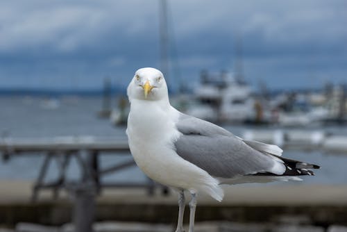 Close Up Photo of a Seagull