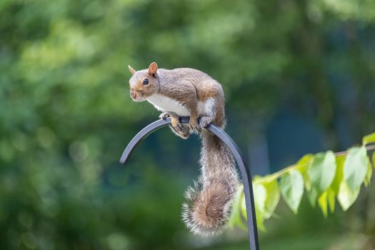 Eastern gray squirrel perched outdoors in Southborough, MA, showcasing its playful nature.