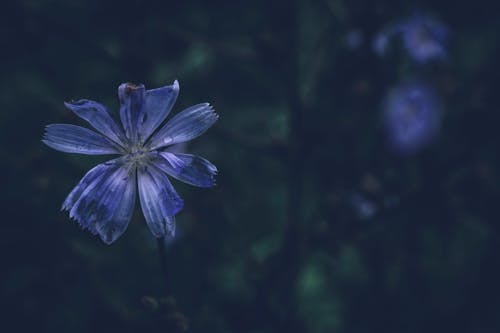 Základová fotografie zdarma na téma čekanku, detail, fialové květy