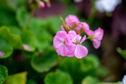 Free Close-up of pink geraniums with dewdrops, captured in a natural outdoor setting. Stock Photo