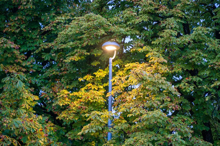 Trees And A Street Light