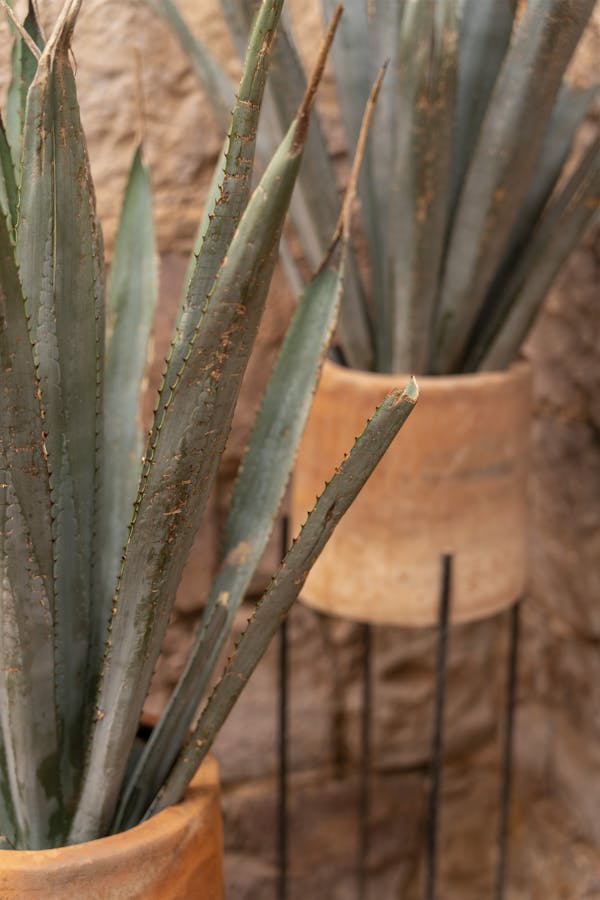 Agave