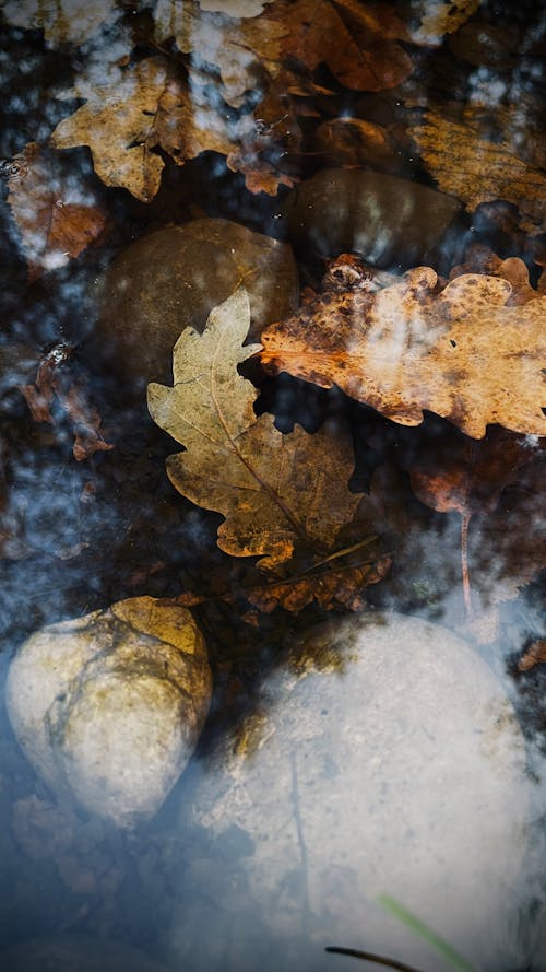 가을, 개울, 골드의 무료 스톡 사진