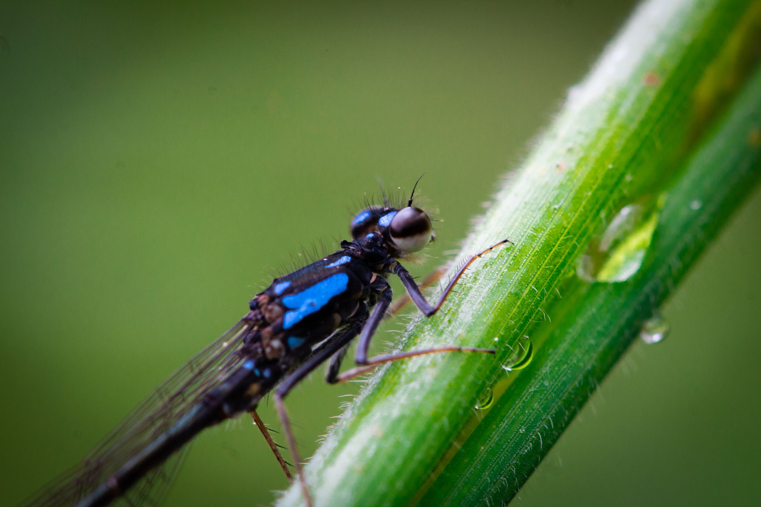 Close-Up Shot of a Damselfly · Free Stock Photo