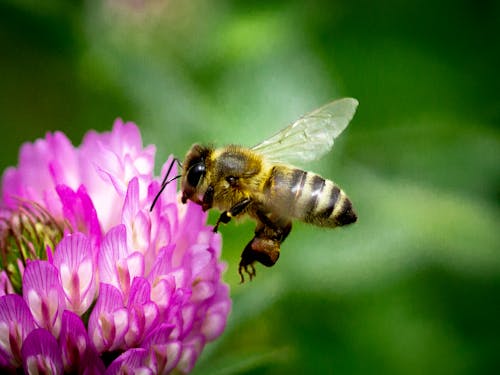 A Bee on the Flower