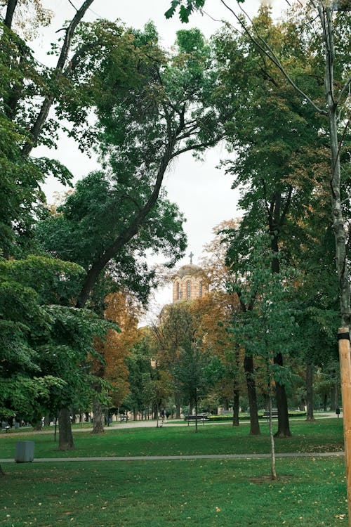 パーク, 垂直ショット, 木の無料の写真素材
