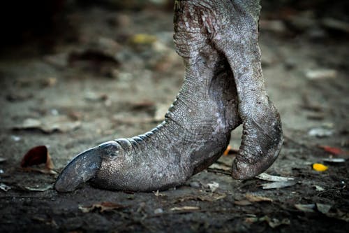 Close-up of a North African Ostrich Foot