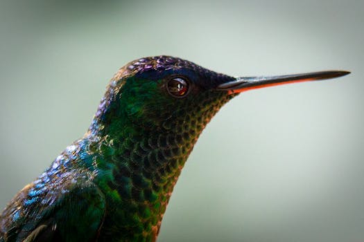 Detailed close-up of a colorful hummingbird showcasing vibrant plumage in natural setting.