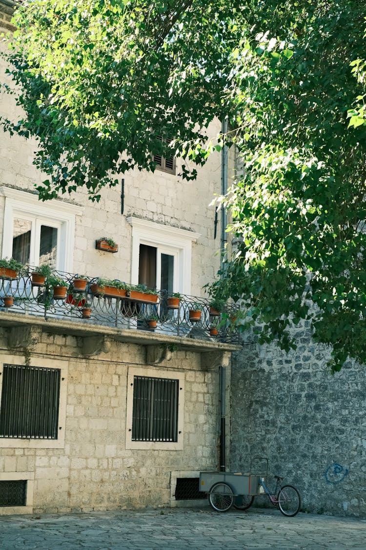 Green Tree Beside Beige Concrete Building