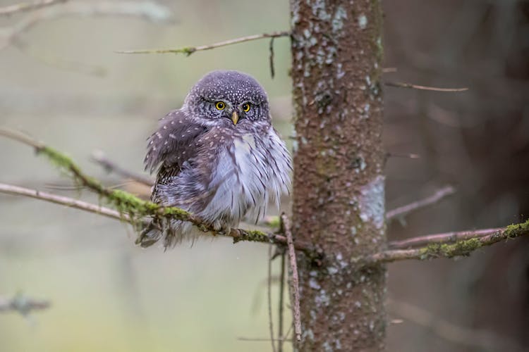 Gray Owl Perched On Tree Branch