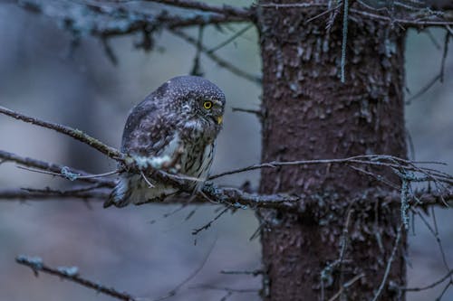 Eurasian Pygmy Owl on Brown Tree Branch