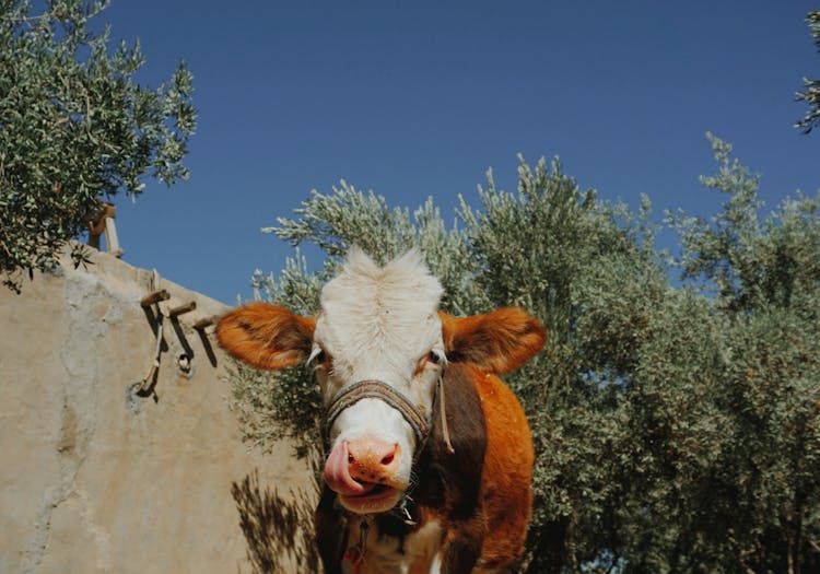 Brown And White Hereford Cattle