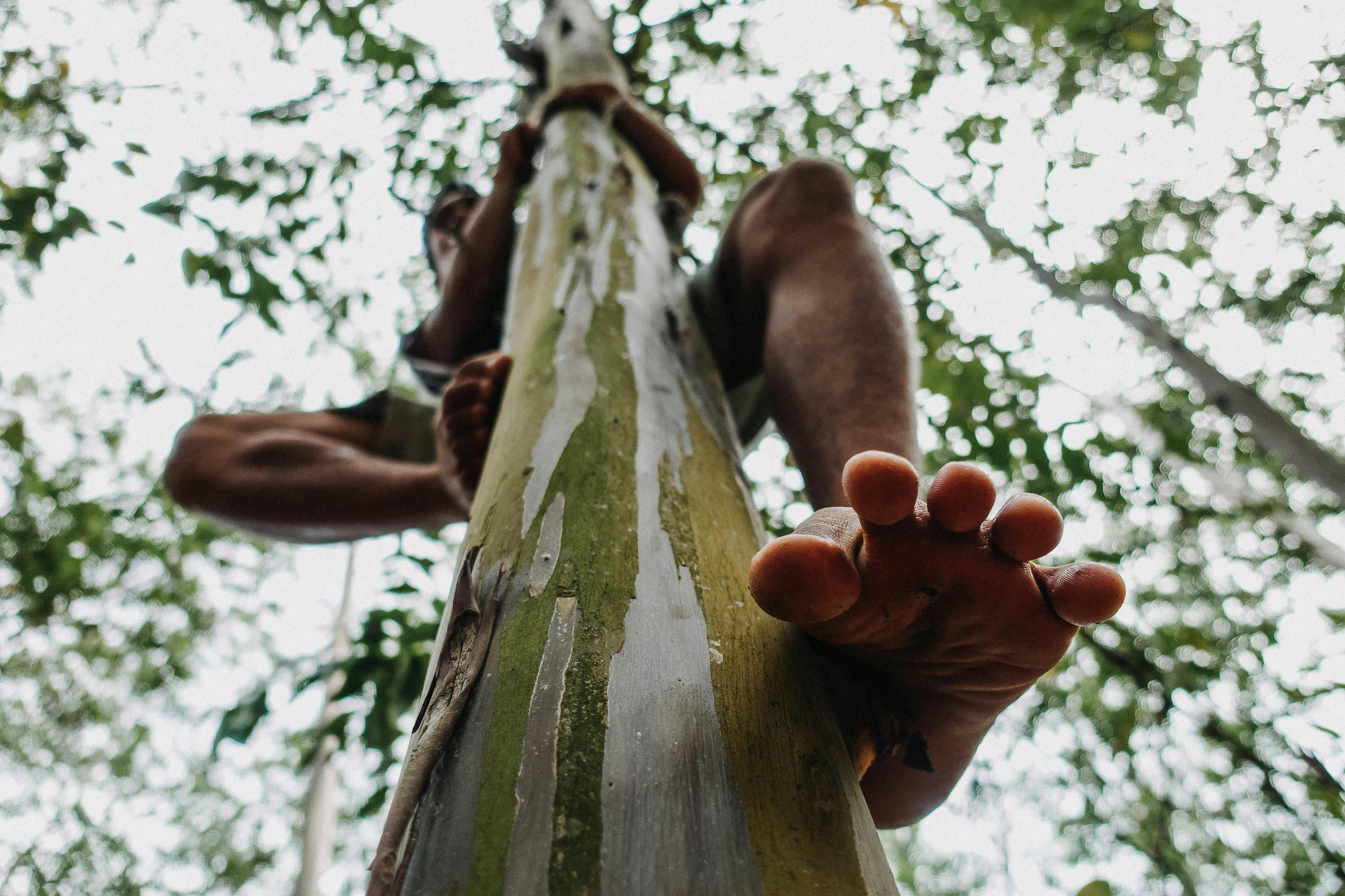 Man Climbing Tree · Free Stock Photo