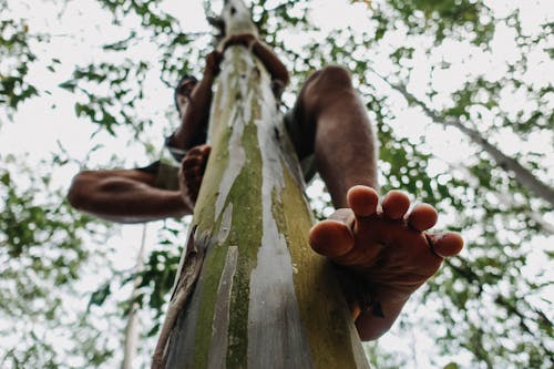 Free Man Climbing Tree Stock Photo