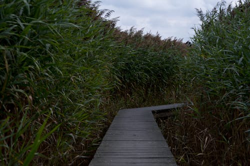 Photos gratuites de centrales, chemin, chemin de bois