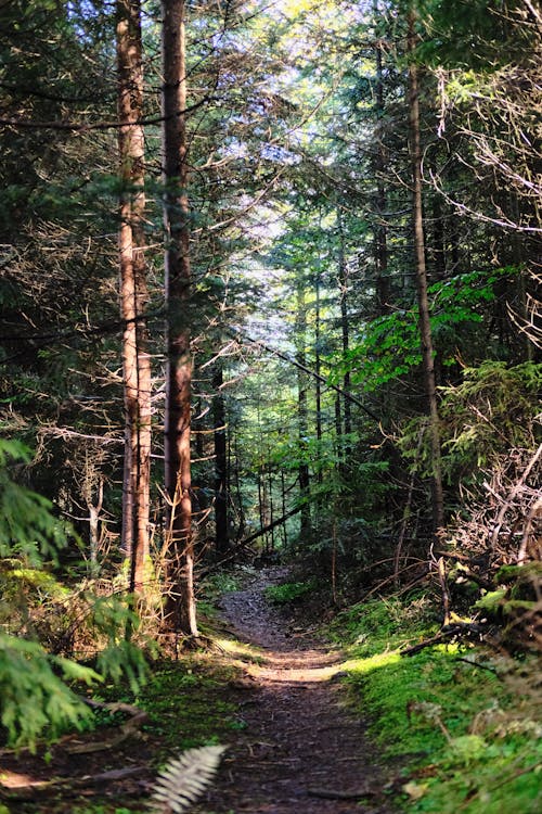 Green Trees in Forest