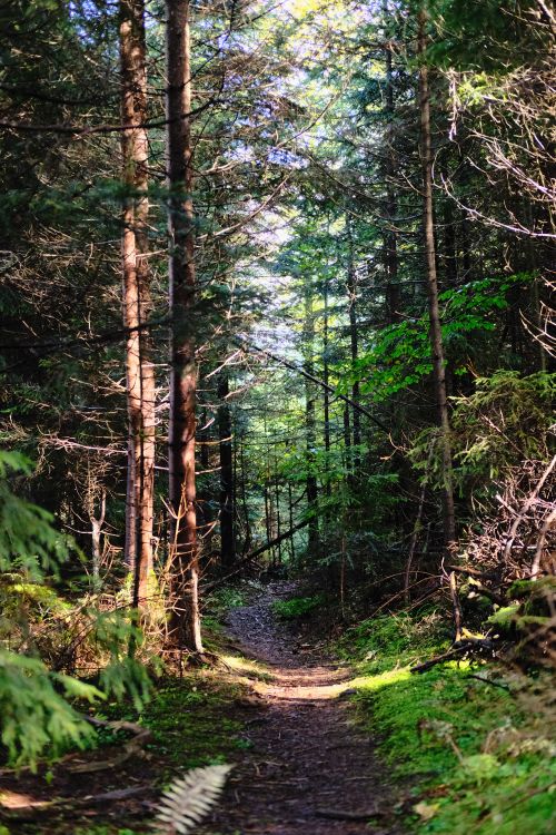 Free A tranquil pathway through a dense evergreen forest, illuminated by sunlight. Stock Photo