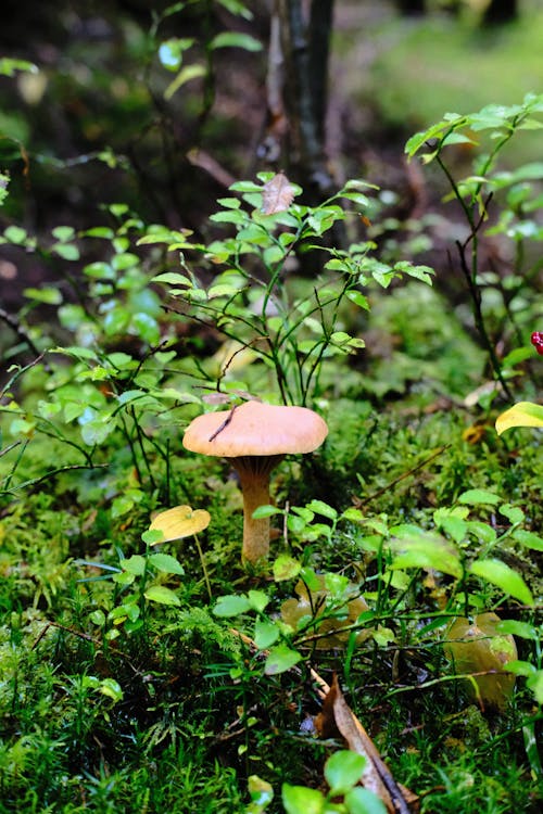 A Mushroom Near Green Plants