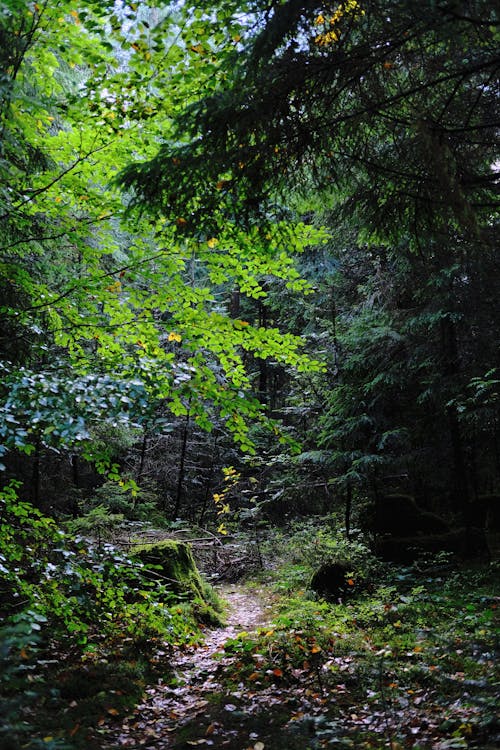 Green Trees and Plants