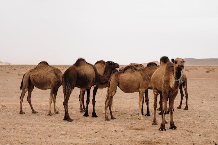 Camel Herd In The Desert