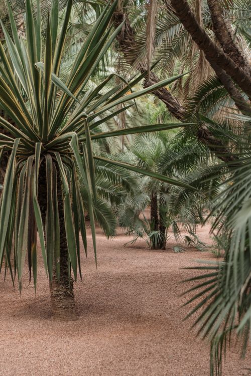 Free A serene view of lush tropical palm trees in a sandy and exotic desert setting, capturing nature's tranquility. Stock Photo