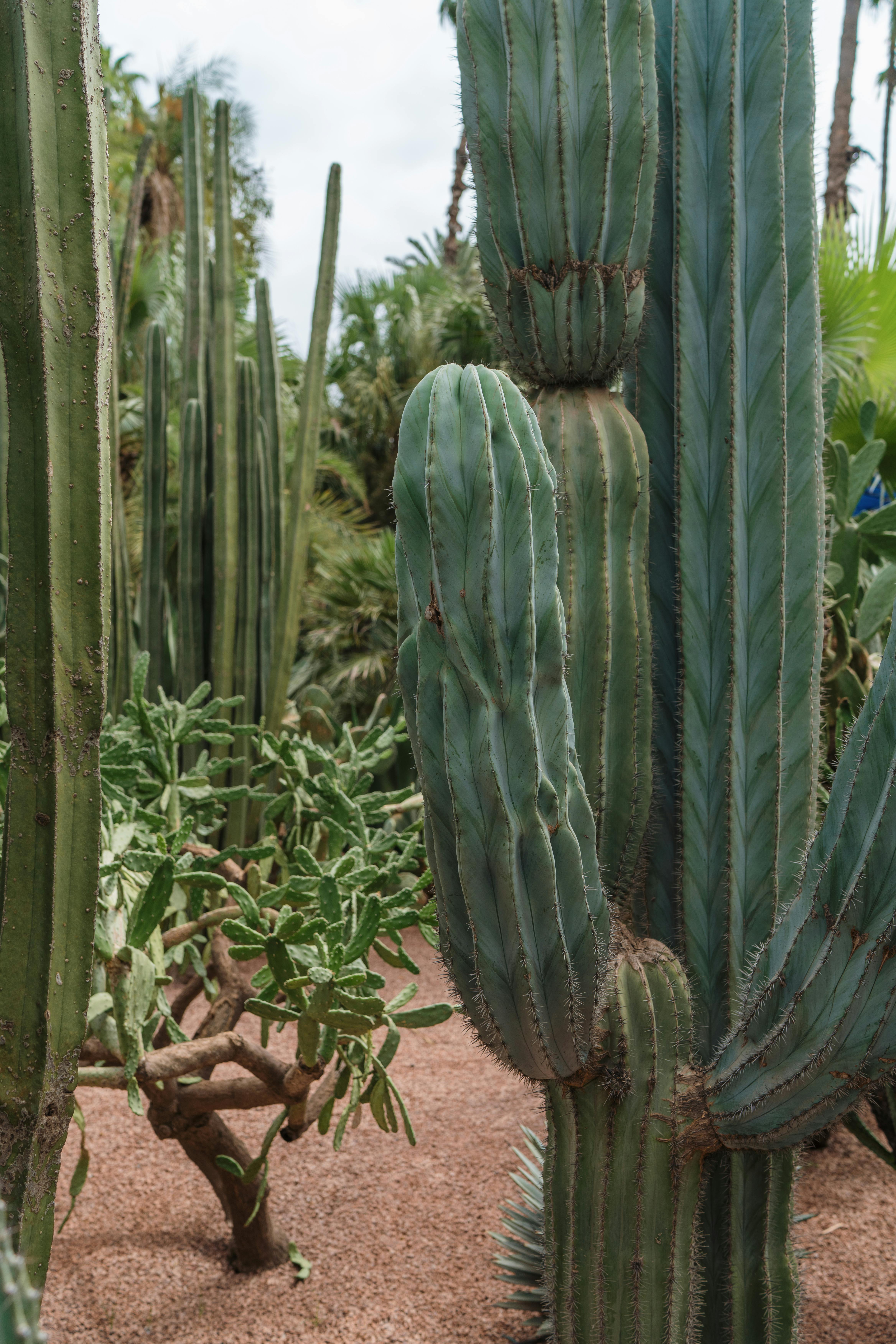 Vertical shot of diverse cacti in Marakeş garden, highlighting natural beauty.