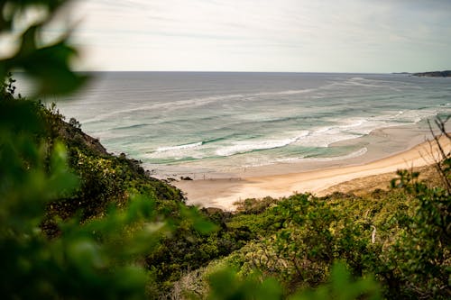 An Aerial Photography of Green Trees Near the Beach