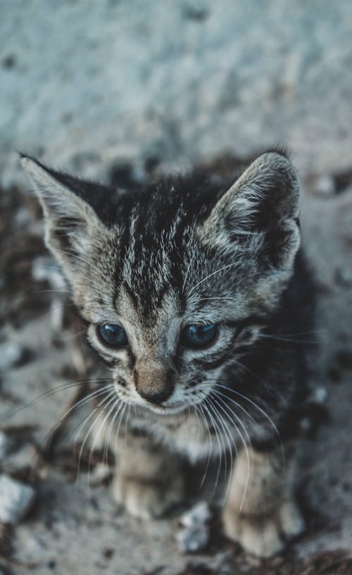 Photos gratuites de adorable, animal, chat tigré
