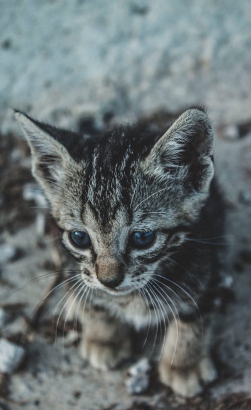 Brown Tabby Cat on Gray Concrete Floor