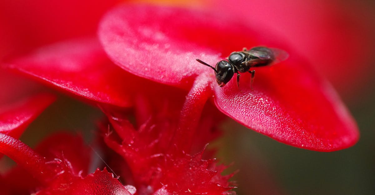 What does a queen bee look like up close