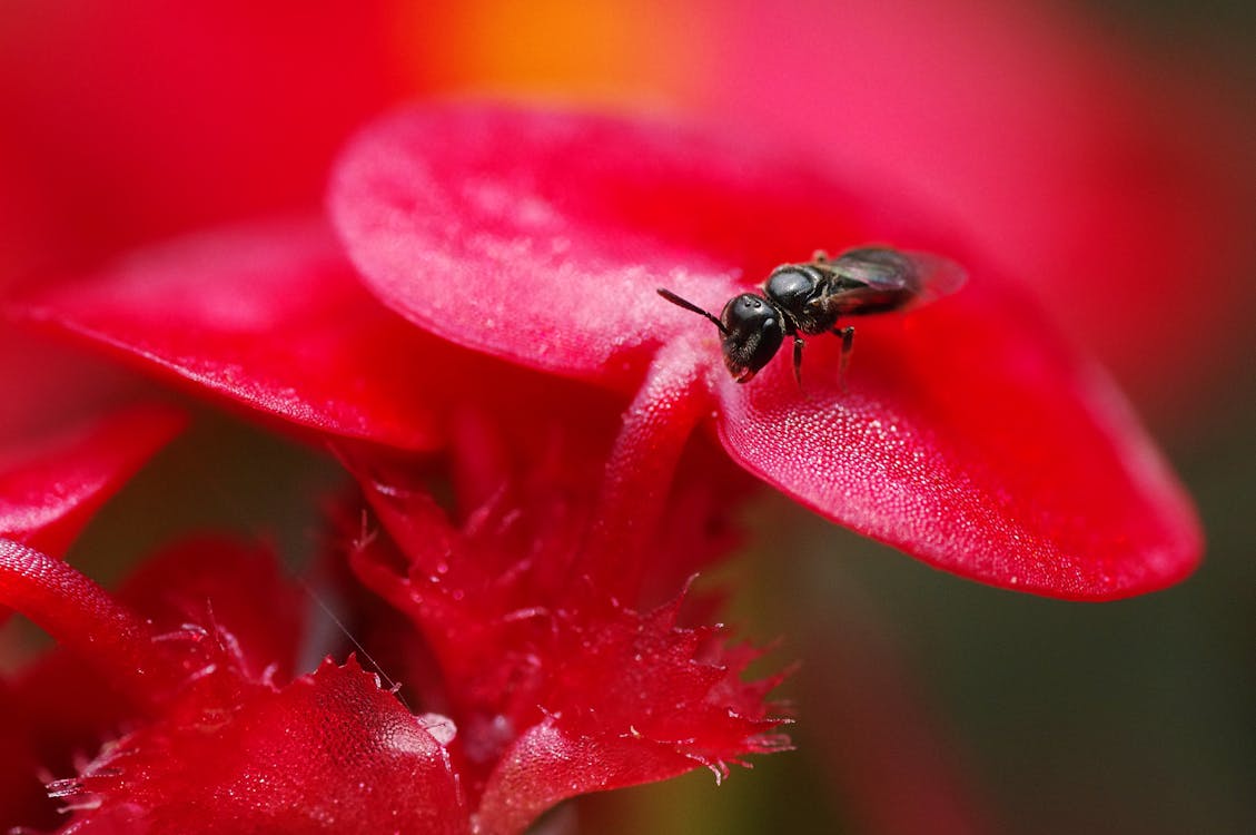 免费 红花上的黑蝇的选择性聚焦摄影 素材图片