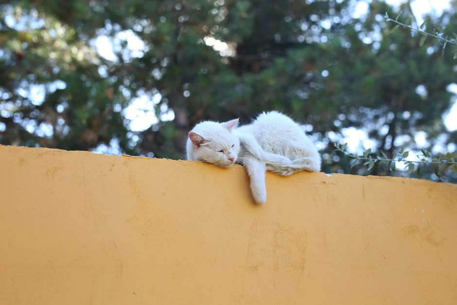 A tranquil scene of a white cat resting on a yellow wall in a sunny outdoor setting.