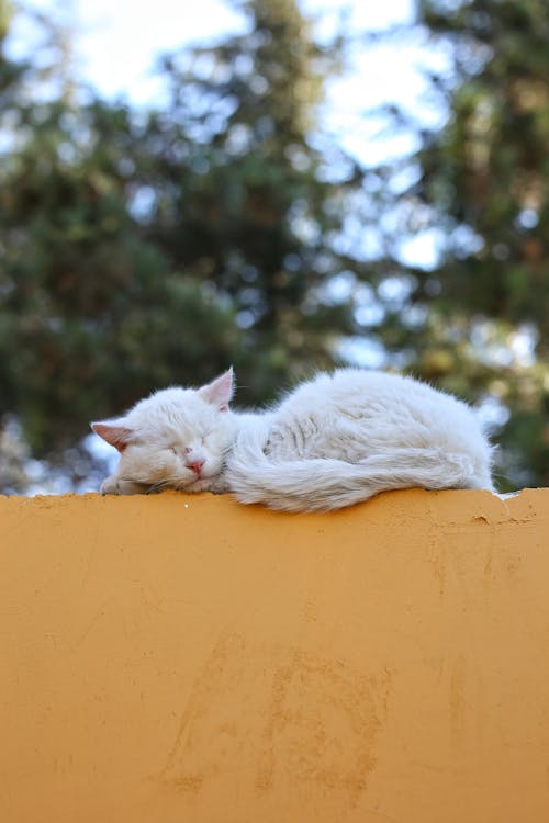 beton duvar, Beyaz kedi, dikey atış içeren Ücretsiz stok fotoğraf