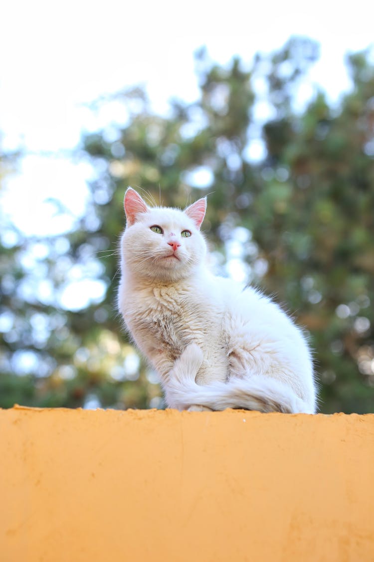 Photograph Of A White Cat