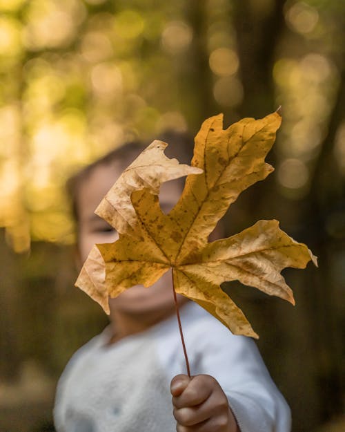 A Person Holding a Maple Leaf