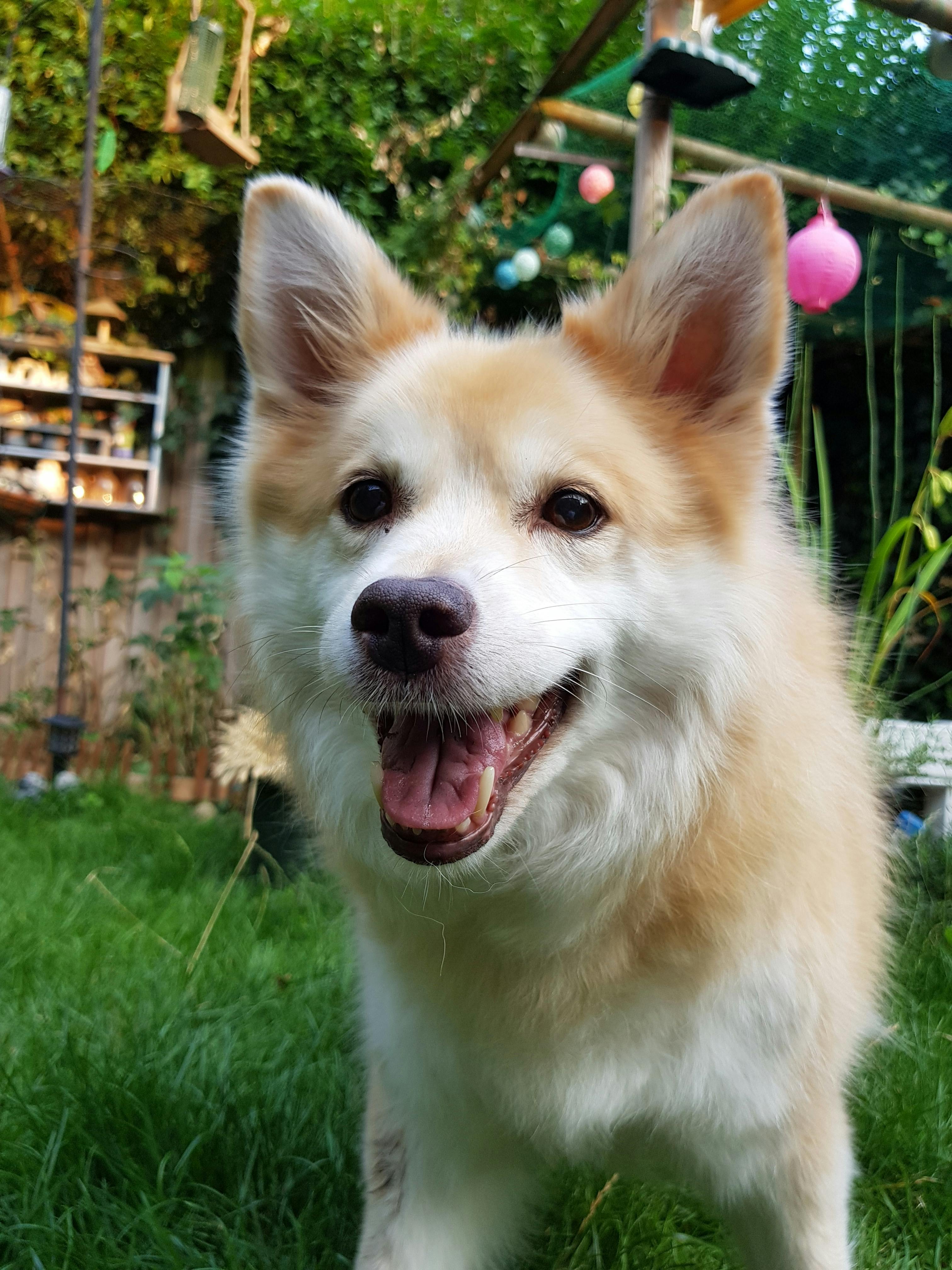 アイスランドシープドッグ 犬 笑顔の無料の写真素材