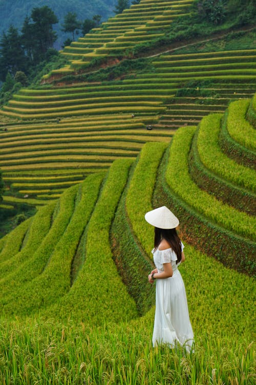 Woman in a White Dress on Agricultural Terraces