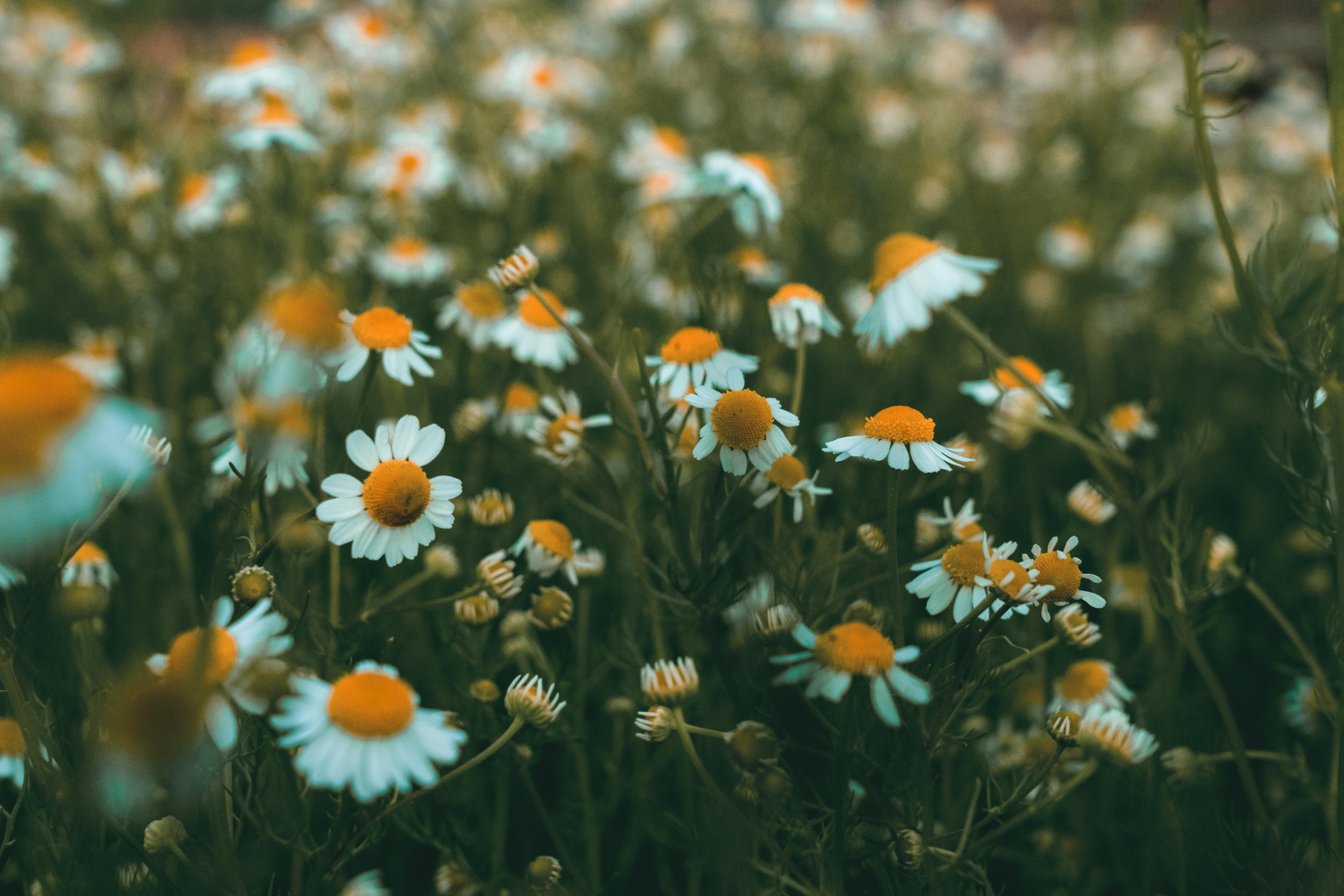 Pink Daisies Flowers In Blur Pink Background 4K HD Pink Aesthetic Wallpapers   HD Wallpapers  ID 81868