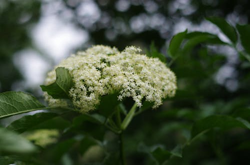 免費 白色花瓣花朵的選擇性聚焦攝影 圖庫相片