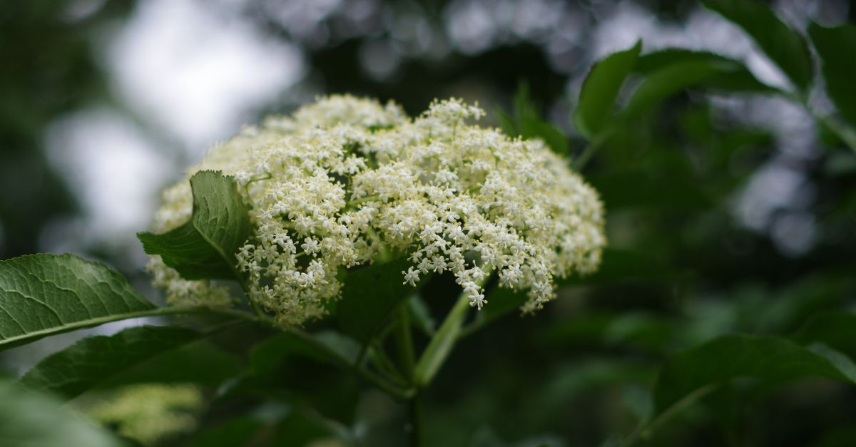 Close-up of delicate white elderflower surrounded by lush green leaves in an outdoor setting. - Evidence evidence guide for elderflower common cold randomized trial