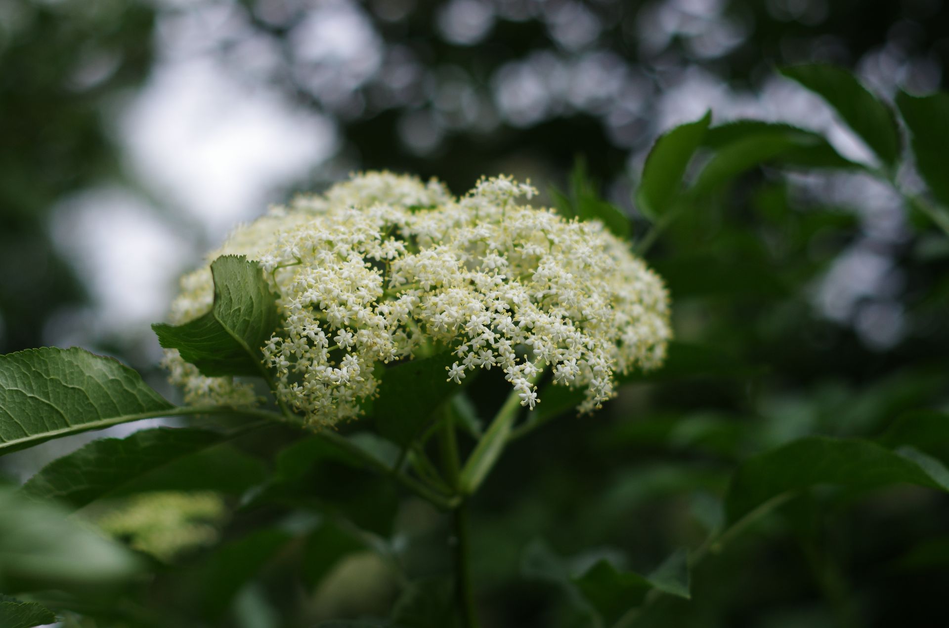 Close-up of delicate white elderflower surrounded by lush green leaves in an outdoor setting.